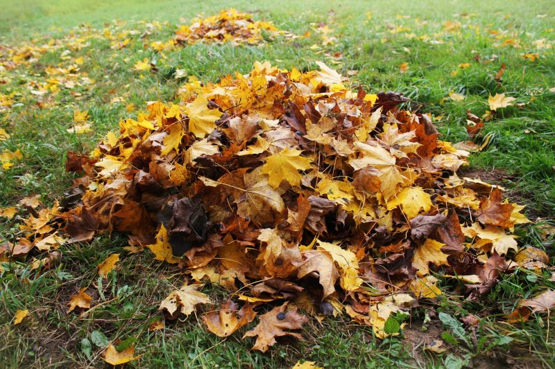 Yard with Fallen Leaves