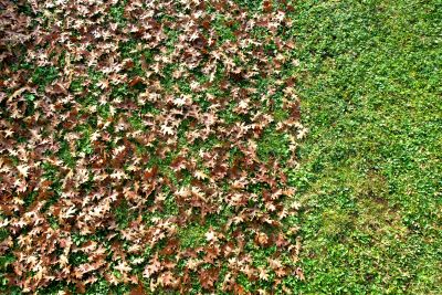 Fall Lawn Cleanup Service detail