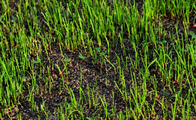 Who Does Lawn Clean Up Service