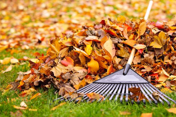 Cost of Leaves Removal in Anacortes