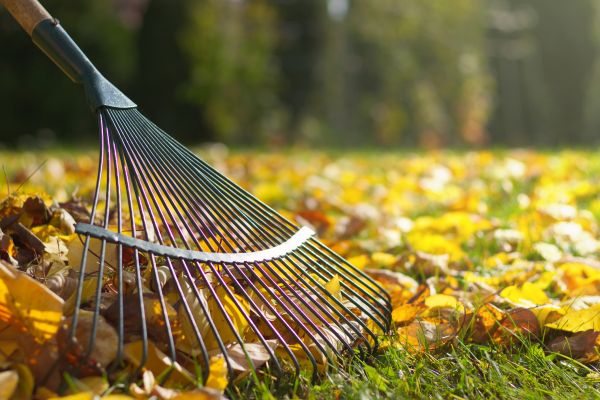 Cost of Leaf Raking Service in Anacortes