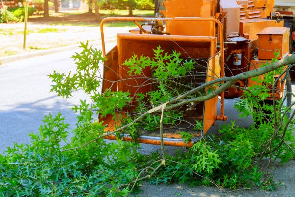 Tree Branches Removal in Anacortes