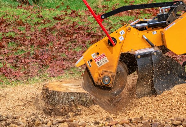 Tree Trunk Removal
