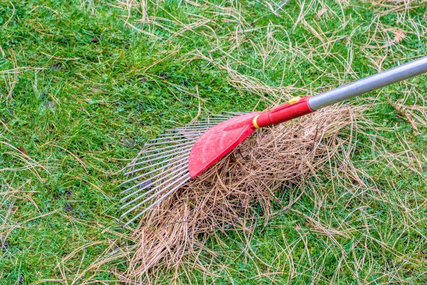 Cost of Yard Raking in Anacortes