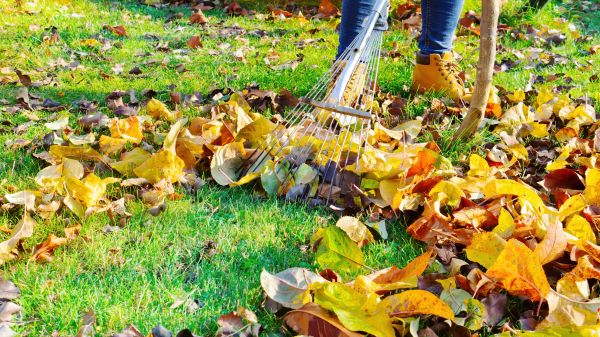 Cost of Lawn Cleanup Service in Anacortes